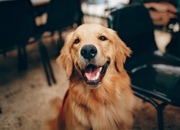 10 tips para que tu perro no destruya tu casa cuando sales