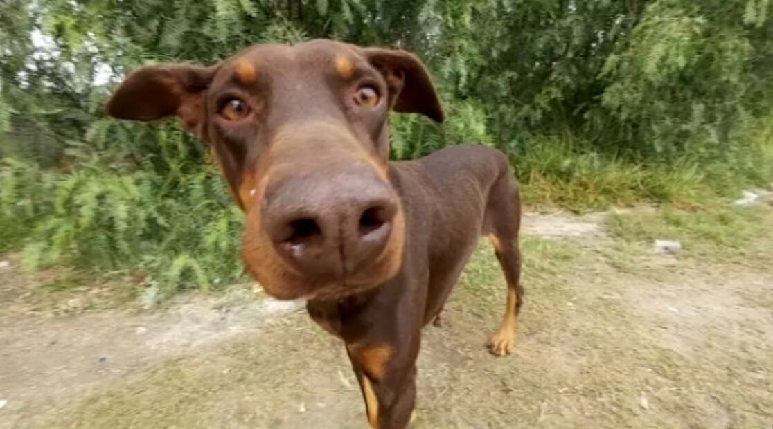 Perros con Alzheimer… ¿Qué síntomas tienen y cómo ayudarlos?