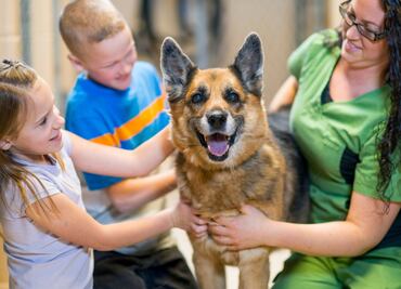 10 cosas que puedes hacer para ayudar a los perros
