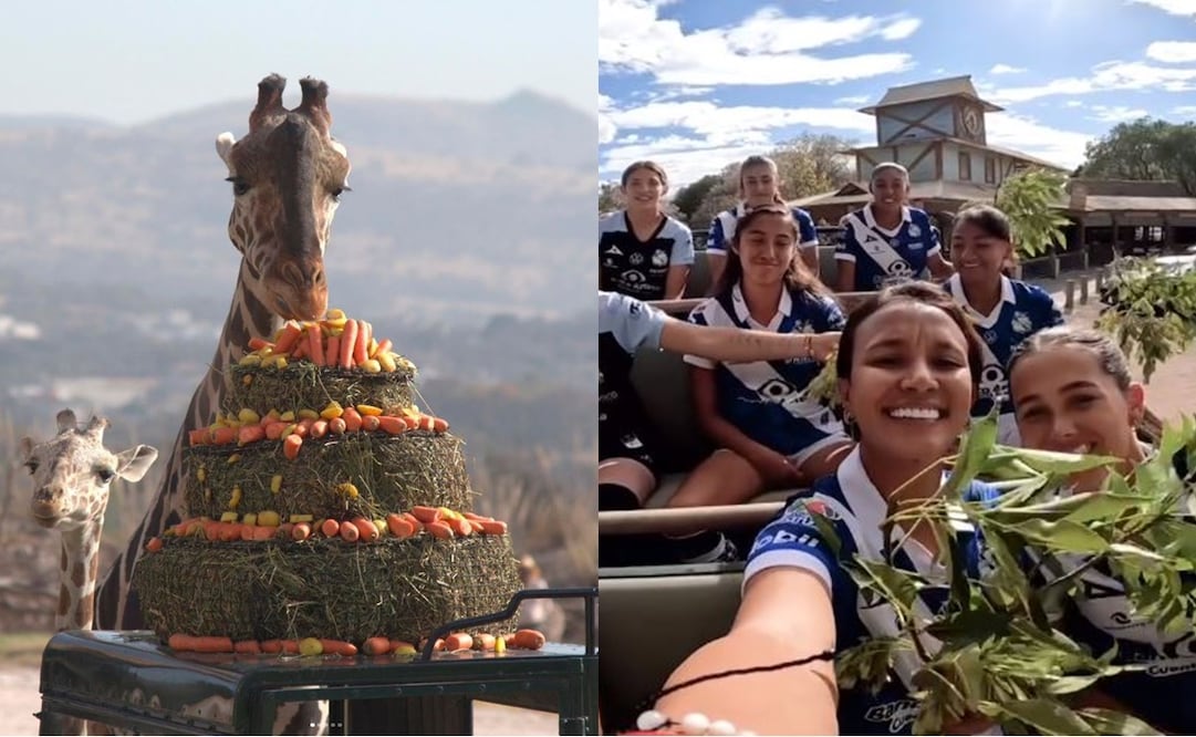 La jirafa Benito y Puebla Femenil - Fotos: @africamsafaripuebla y @clubpueblafem en Instagram