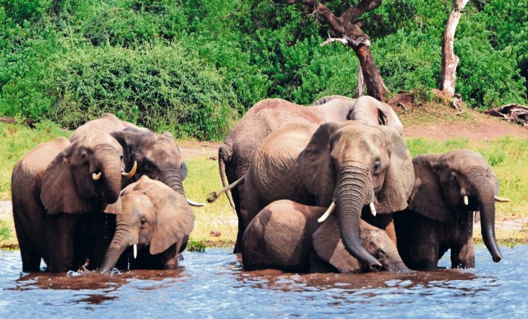 10 especies animales a punto de desaparecer