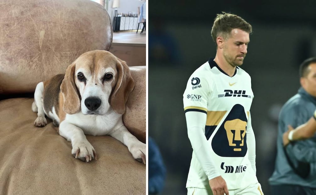 Aaron Ramsey ofrece una jugosa recompensa para el que encuentre al perro de Aaron Ramsey. Foto: Especial