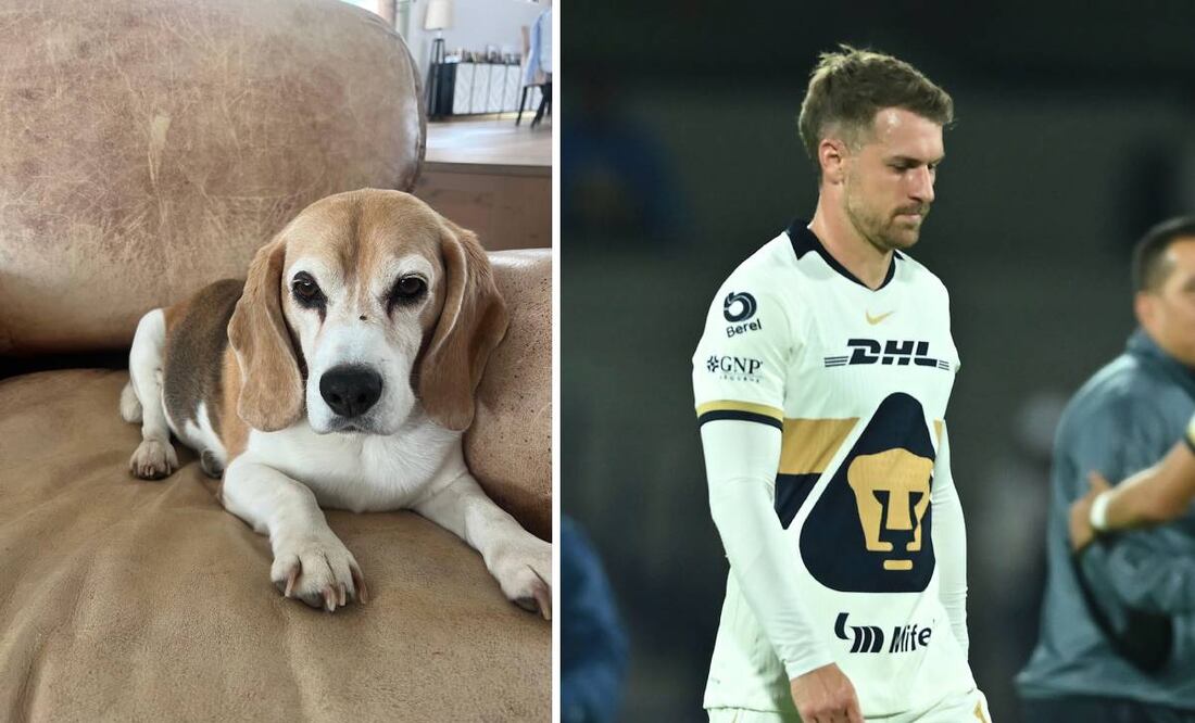 Aaron Ramsey ofrece una jugosa recompensa para el que encuentre al perro de Aaron Ramsey. Foto: Especial