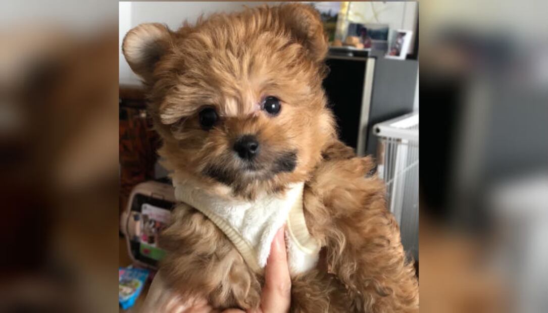 ¡Lo más tierno que verás hoy! 10 cachorritos para derretir tu corazón