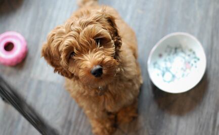 Labradoodle, la adorable raza de perro que nunca debes comprar