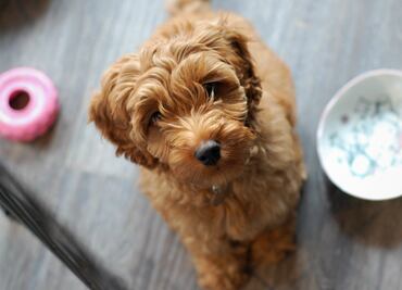 Labradoodle, la adorable raza de perro que nunca debes comprar