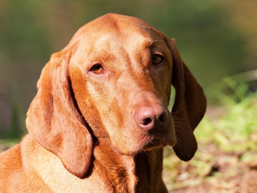 Las 10 razas de perro más fáciles de entrenar 
