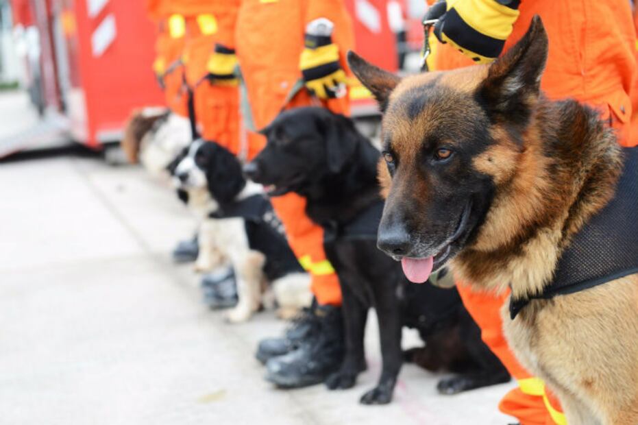 ¡Héroes de cuatro patas! Los perros rescatistas que nos han robado el corazón