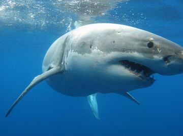 Captan en video el momento en que un tiburón devora a un hombre en Australia