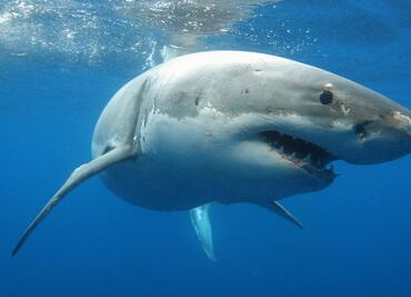 Captan en video el momento en que un tiburón devora a un hombre en Australia