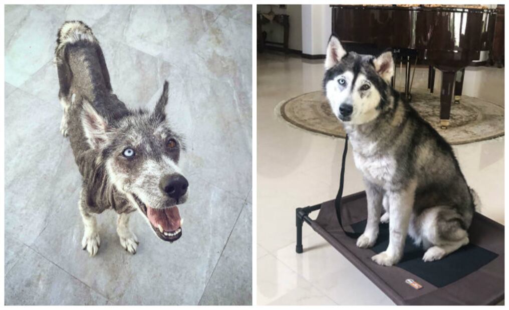 10 historias extremas de perros adoptados que sólo querían amor