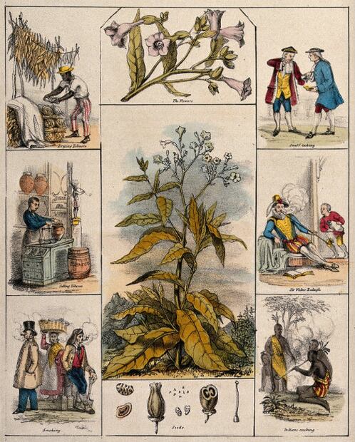 El antiguo y asqueroso uso médico del tabaco