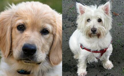 Las 10 razas de perro más fáciles de entrenar