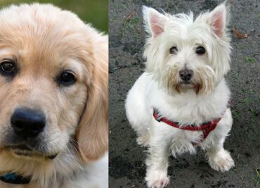 Las 10 razas de perro más fáciles de entrenar