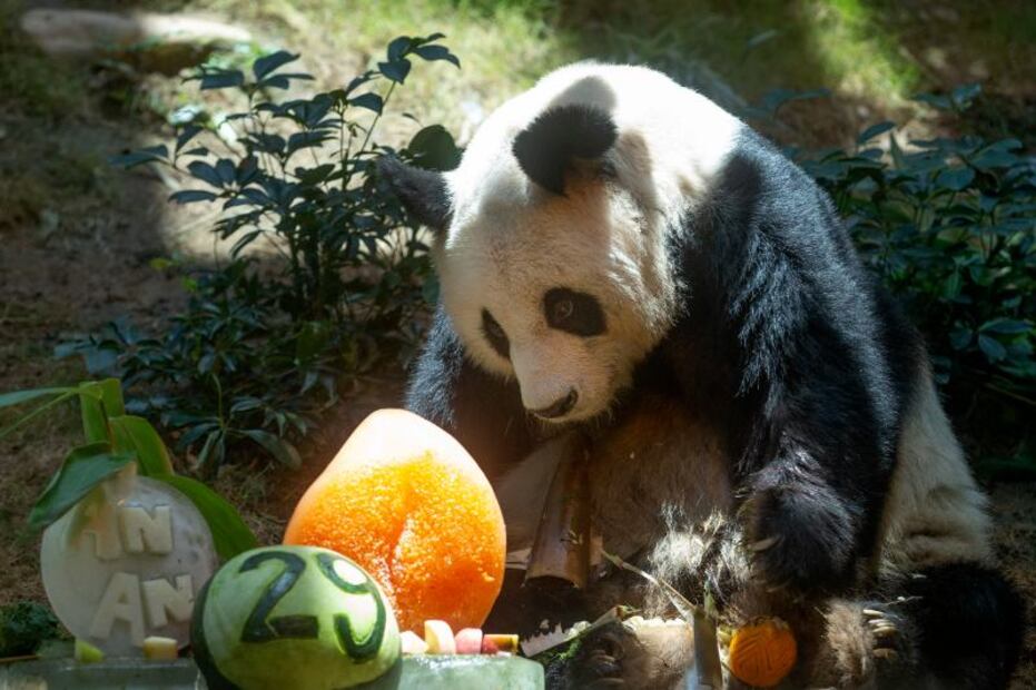 Sacrifican al panda más viejo del mundo 