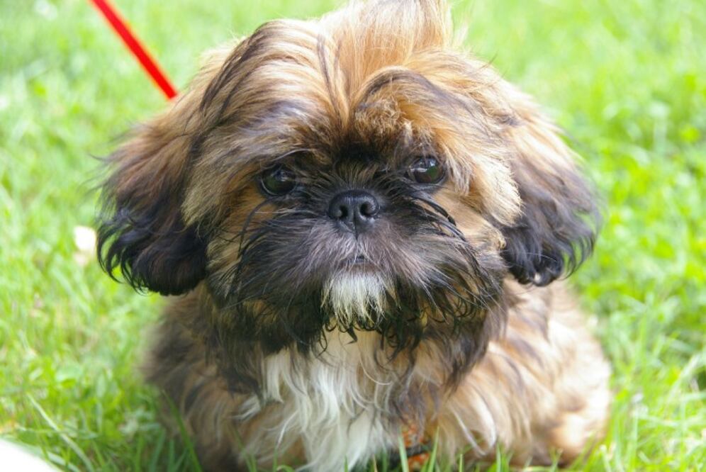 A pesar de su corta estatura, es bastante robusto y puede llegar a pesar hasta 8 kg. Son perros longevos, independientes y cariñosos. (Foto: wernerdetjen en Pixabay)