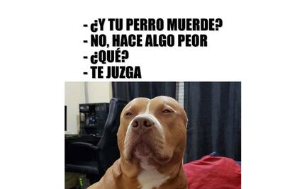 No hay razas de perros agresivas, sino dueños peligrosos