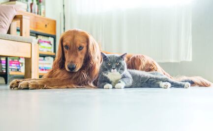 Perros Vs. Gatos… ¿Quiénes son superiores?