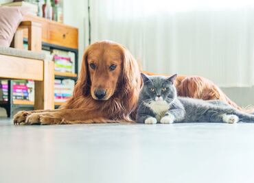 Perros Vs. Gatos… ¿Quiénes son superiores?