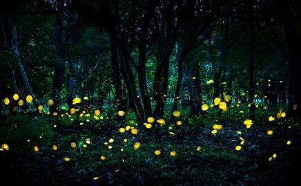 Disfruta del Primer Festival de la Luciérnaga en Puebla