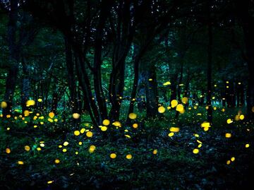 Disfruta del Primer Festival de la Luciérnaga en Puebla