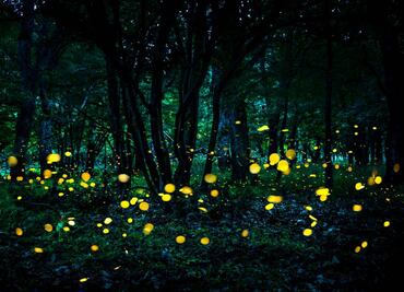 Disfruta del Primer Festival de la Luciérnaga en Puebla