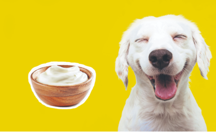 10 beneficios del yogurt para tu perro