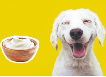 10 beneficios del yogurt para tu perro