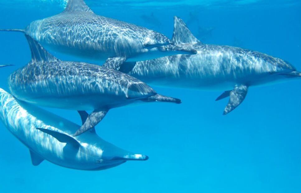 10 curiosidades sobre las ballenas y los delfines en su día