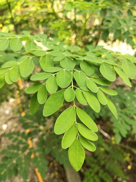 ¿Qué es la moringa? 10 beneficios de las hojas de la moringa en tu salud