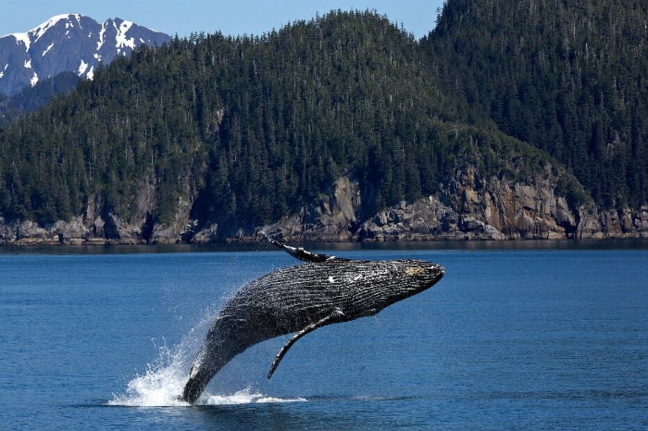 10 curiosidades sobre las ballenas y los delfines en su día