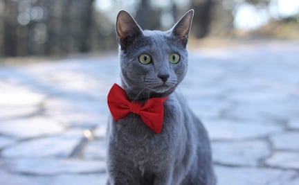 5 razas de gatos ideales para personas con alergias