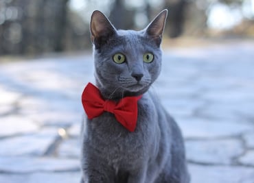 5 razas de gatos ideales para personas con alergias