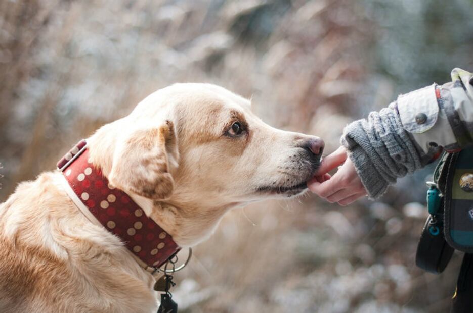 10 tips de alimentación que garantizan la salud de tu mascota
