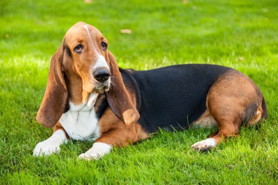 Las 10 razas de perros más desobedientes