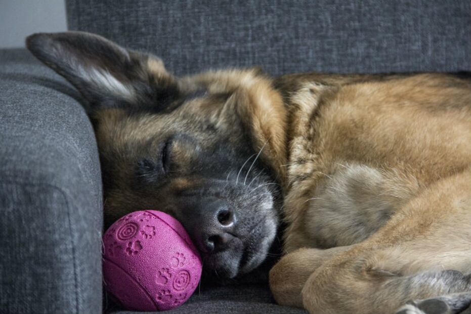 ¿Qué sueñan los perros mientras duermen? 