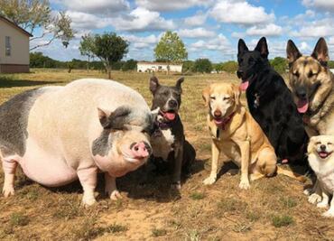 Chowder, el cerdito que se cree perro