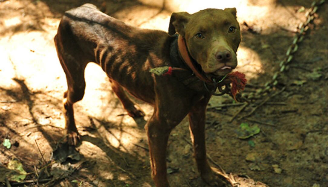 5 casos de maltrato y crueldad animal que SÍ fueron castigados