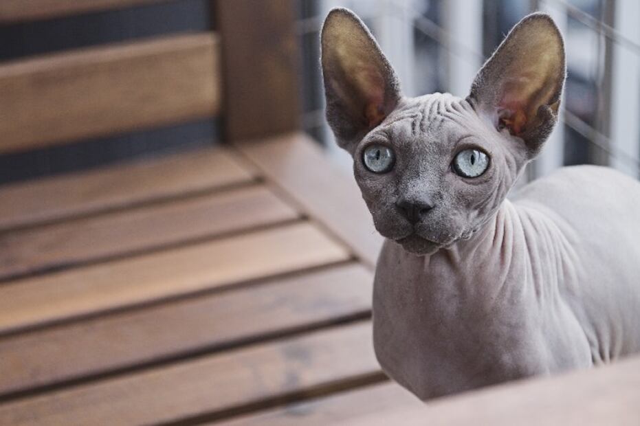 5 razas de gatos ideales para personas con alergias