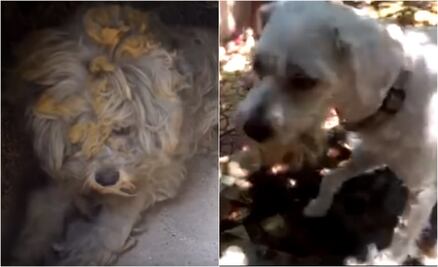 “El Perro del Horno” Este pequeño sobrevivió de milagro a un incendio 