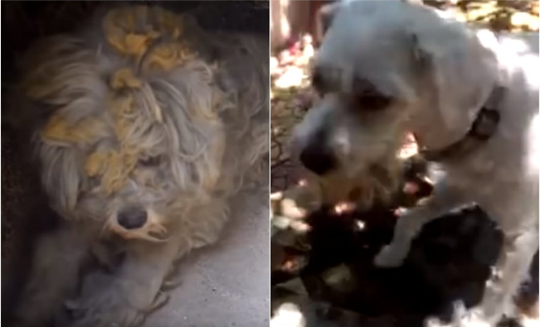 Facebook: Artemis Kyriakopoulou