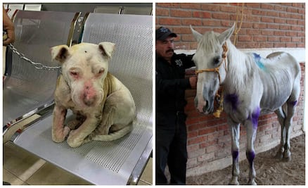 5 casos de maltrato y crueldad animal que SÍ fueron castigados