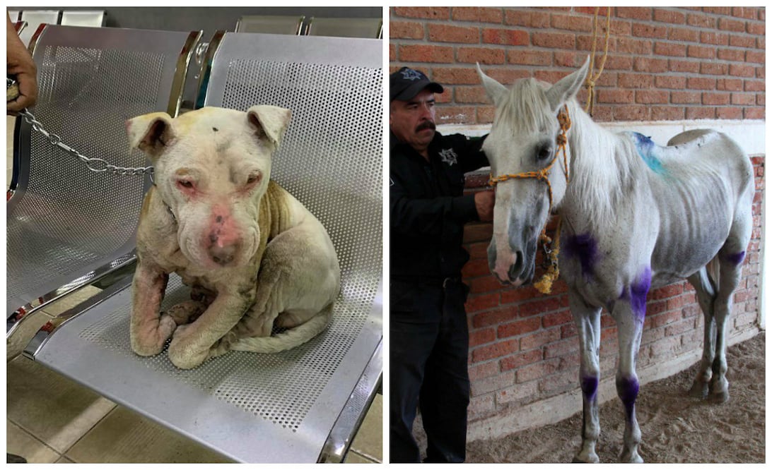 Foto: Mundo Patitas/Twitter @Ecatepec