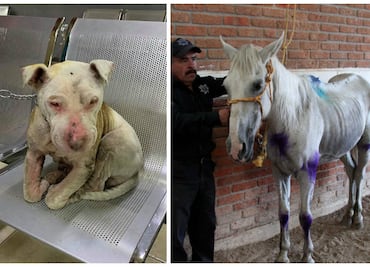 5 casos de maltrato y crueldad animal que SÍ fueron castigados