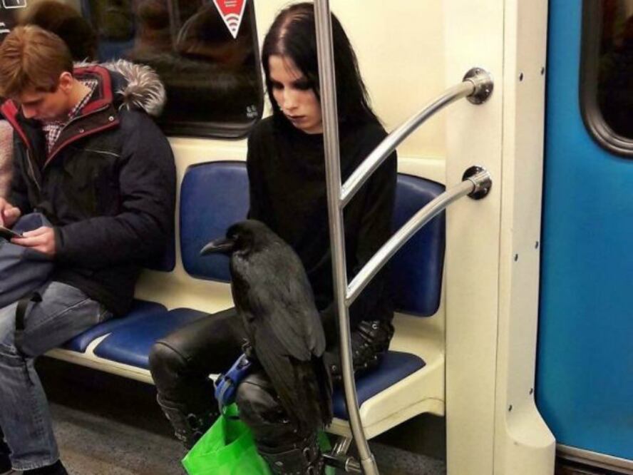 No sabemos si el cuervo pagó su propio boleto. (Foto: Bored Panda)