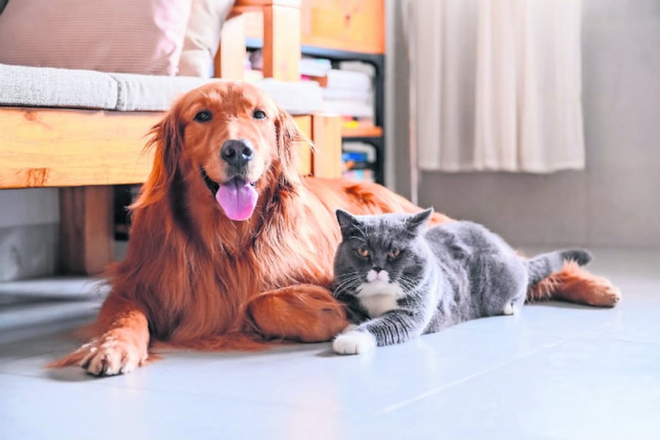 5 beneficios de convivir en casa con un perro o gato