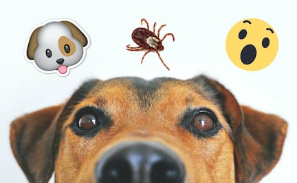 Garrapatas en perros y gatos y sus consecuencias