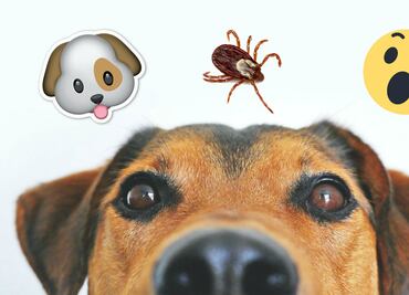 Garrapatas en perros y gatos y sus consecuencias