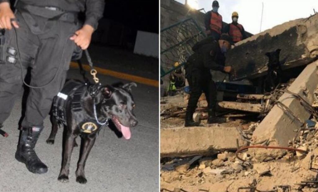 Manolo pasó de ser un perro de la calle a rescatista 
