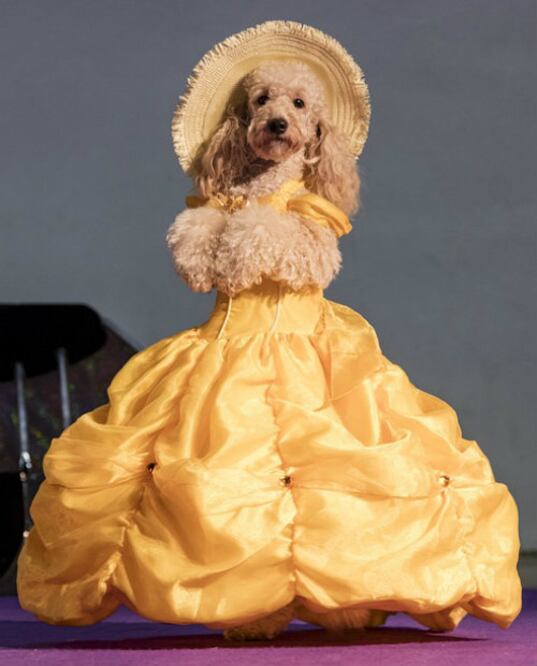 Humanizar a las mascotas es cada vez más frecuente, incluso hay tiendas en donde venden atuendos completos para perros. Ponerle un suéter cuando hace frío no es malo, pero ¿disfrazarlo? Tu perro puede sentirse incómodo. ¡No lo hagas! (Foto: Pixabay)